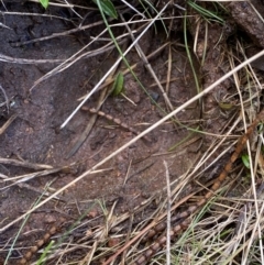 Cervus unicolor at Watson, ACT - suppressed