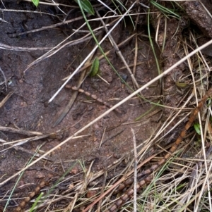 Cervus unicolor at Watson, ACT - suppressed