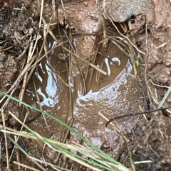 Cervus unicolor at Watson, ACT - suppressed