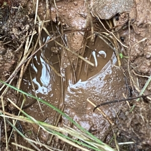 Cervus unicolor at Watson, ACT - suppressed