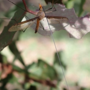 Leptotarsus (Macromastix) costalis at Murrumbateman, NSW - 21 Dec 2022