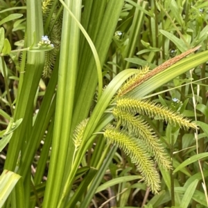 Carex fascicularis at Cotter River, ACT - 21 Dec 2022 03:33 PM