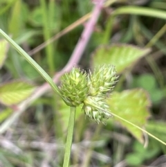 Carex inversa (Knob Sedge) at Lower Cotter Catchment - 21 Dec 2022 by JaneR