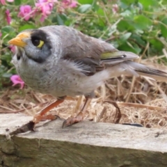 Manorina melanocephala (Noisy Miner) at Macarthur, ACT - 21 Dec 2022 by RodDeb