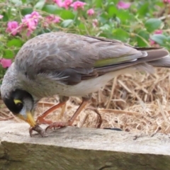 Manorina melanocephala at Macarthur, ACT - 21 Dec 2022