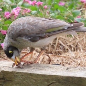 Manorina melanocephala at Macarthur, ACT - 21 Dec 2022