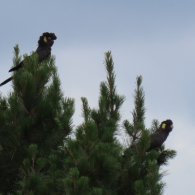 Zanda funerea (Yellow-tailed Black-Cockatoo) at Macarthur, ACT - 21 Dec 2022 by RodDeb