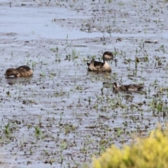 Anas gracilis (Grey Teal) at Bermagui, NSW - 21 Dec 2022 by KylieWaldon