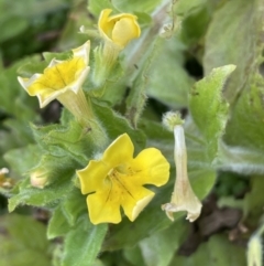 Erythranthe moschata (Musk) at Cotter River, ACT - 21 Dec 2022 by JaneR