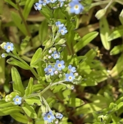 Myosotis laxa subsp. caespitosa (Water Forget-me-not) at Cotter River, ACT - 21 Dec 2022 by JaneR