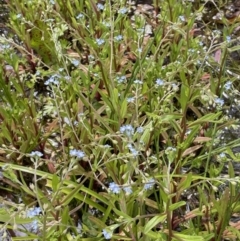 Myosotis laxa subsp. caespitosa at Cotter River, ACT - 21 Dec 2022