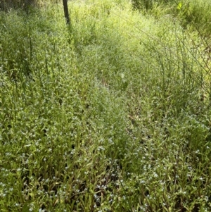 Myosotis laxa subsp. caespitosa at Cotter River, ACT - 21 Dec 2022