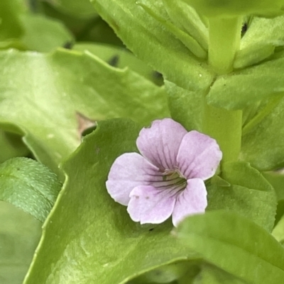 Gratiola peruviana (Australian Brooklime) at Cotter River, ACT - 21 Dec 2022 by JaneR