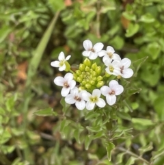 Rorippa nasturtium-aquaticum (Watercress) at Cotter River, ACT - 21 Dec 2022 by JaneR