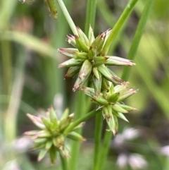 Juncus prismatocarpus (Branching Rush) at Cotter River, ACT - 21 Dec 2022 by JaneR