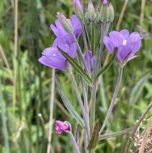 Epilobium pallidiflorum at Uriarra Village, ACT - 21 Dec 2022 04:18 PM