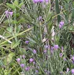 Epilobium pallidiflorum at Uriarra Village, ACT - 21 Dec 2022 04:18 PM