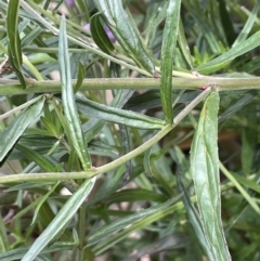 Epilobium pallidiflorum at Uriarra Village, ACT - 21 Dec 2022 04:18 PM