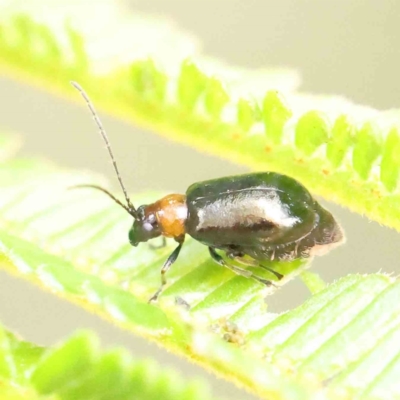 Adoxia benallae (Leaf beetle) at O'Connor, ACT - 17 Dec 2022 by ConBoekel