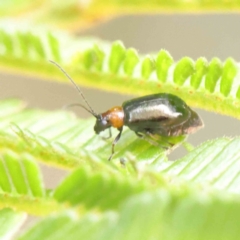 Adoxia benallae at O'Connor, ACT - 17 Dec 2022 02:31 PM