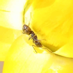 Iridomyrmex sp. (genus) (Ant) at O'Connor, ACT - 17 Dec 2022 by ConBoekel