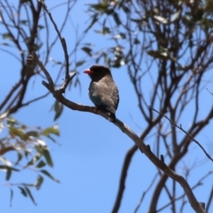 Eurystomus orientalis (Dollarbird) at Bermagui, NSW - 21 Dec 2022 by KylieWaldon