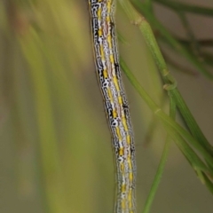 Chlenias banksiaria group (A Geometer moth) at O'Connor, ACT - 17 Dec 2022 by ConBoekel