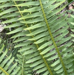 Blechnum nudum at Cotter River, ACT - 21 Dec 2022