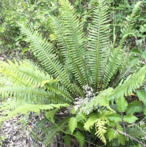 Blechnum nudum at Cotter River, ACT - 21 Dec 2022