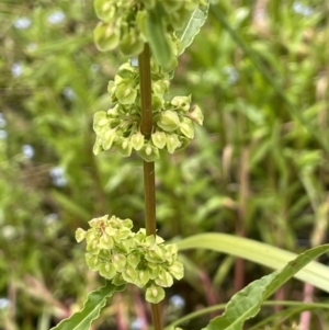 Rumex crispus at Cotter River, ACT - 21 Dec 2022