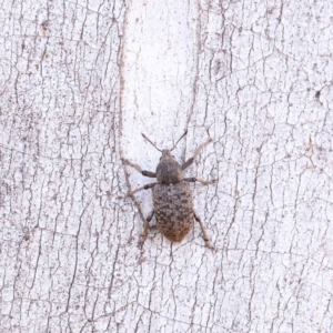 Rhinaria sp. (genus) at O'Connor, ACT - 17 Dec 2022 01:49 PM