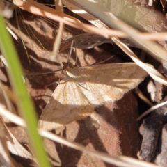 Scopula rubraria (Reddish Wave, Plantain Moth) at O'Connor, ACT - 17 Dec 2022 by ConBoekel