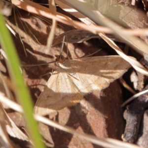 Scopula rubraria at O'Connor, ACT - 17 Dec 2022