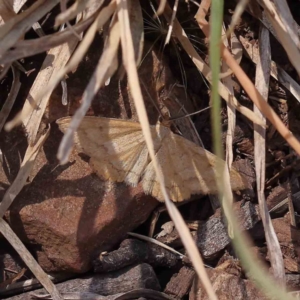 Scopula rubraria at O'Connor, ACT - 17 Dec 2022