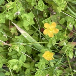 Hypericum japonicum at Cotter River, ACT - 21 Dec 2022