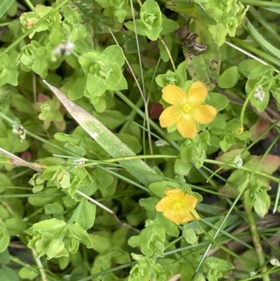 Hypericum japonicum (Creeping St John's Wort) at Cotter River, ACT - 21 Dec 2022 by JaneR