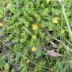 Hypericum japonicum at Cotter River, ACT - 21 Dec 2022