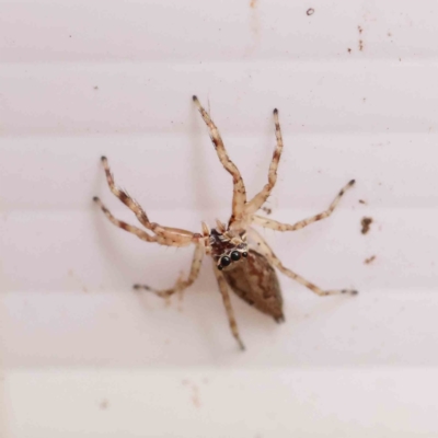 Helpis minitabunda (Threatening jumping spider) at O'Connor, ACT - 17 Dec 2022 by ConBoekel