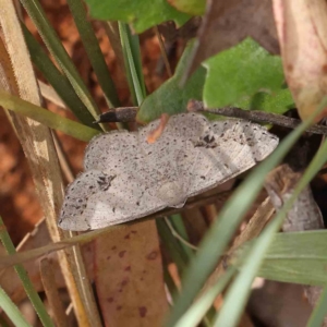 Taxeotis intextata at O'Connor, ACT - 17 Dec 2022