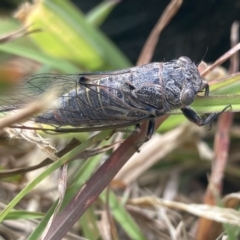 Atrapsalta furcilla (Southern Mountain Squeaker) at Wamboin, NSW - 19 Dec 2022 by Komidar