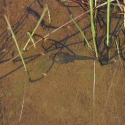 Unidentified Frog at Mount Clear, ACT - 20 Dec 2022 by jmcleod