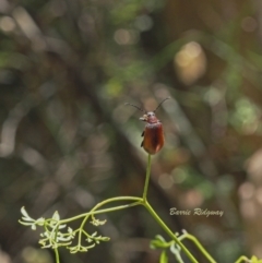 Ecnolagria grandis (Honeybrown beetle) at Woodstock Nature Reserve - 17 Dec 2022 by BarrieR