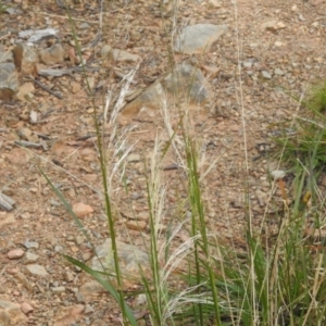 Nassella neesiana at Paddys River, ACT - 21 Dec 2022