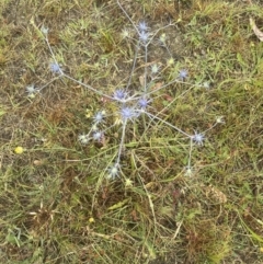 Eryngium ovinum at Yarralumla, ACT - 22 Dec 2022