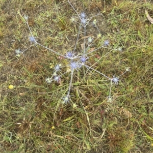 Eryngium ovinum at Yarralumla, ACT - 22 Dec 2022