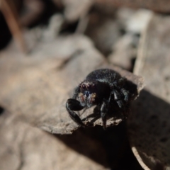 Unidentified Spider (Araneae) at Bonang, VIC - 2 Dec 2022 by Laserchemisty