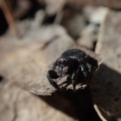 Unverified Spider by Laserchemisty