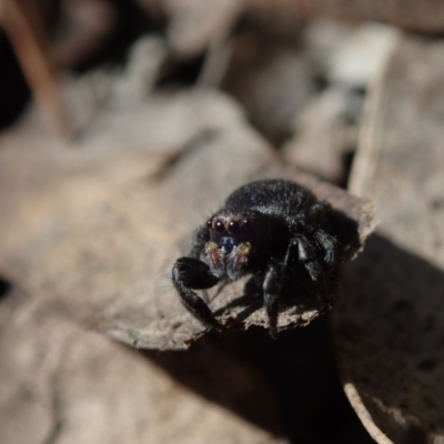 Unidentified Spider by Laserchemisty