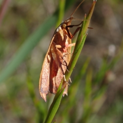 Unidentified Moth (Lepidoptera) by Laserchemisty