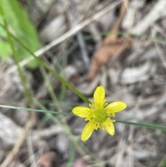 Ranunculus scapiger at Cotter River, ACT - 21 Dec 2022 by JaneR